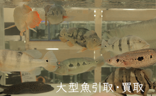 Top アクアライク 愛知県安城市の大型熱帯魚専門店 特注オーダーメイド水槽